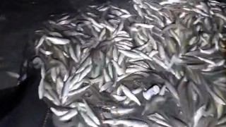 Ağa takılı 2 ton inci kefali kurtarıldı