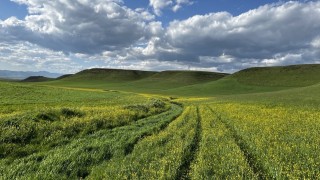 Ağrı yaz mevsimiyle beraber renklendi