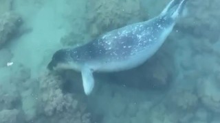 Akdeniz foku sahil kenarında kendini gösterdi