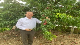 Akdeniz meyve sineğinin popülasyonu artabilir, önlemler alınmalı