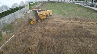 Akdenizde 10 bin yıllık ata tohumu olan Karakılçık buğday hasadı yapıldı