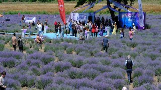 Altıeylül lavanta günleri başladı