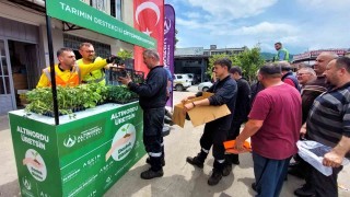 Altınorduda çiftçilere 452 bin adet fide desteği