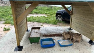 Altıntaşta sokak hayvanları için besleme alanı