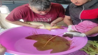 Anaç pullu sazan balıklarının sağımları başladı