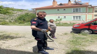 Apartmana giren yılanı itfaiye ekipleri yakaladı