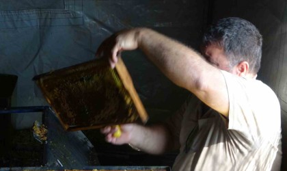 Arılar çalıştı, arıcıların sağım mesaisi başladı