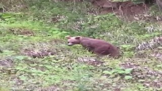 Ayıyı ıslık çalarak çağırdı