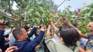 Ayvacıkta üretilen Antep fıstığı kurulacak tesis ile markalaşacak