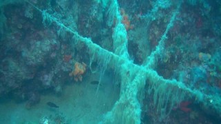 Ayvalık açıklarında doğal resiflerin üzerini kaplayan paraketa misinaları görüntülendi