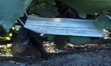 Bağdan kopardıkları üzüm için para bıraktılar