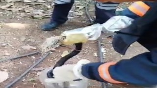 Balık ağına takılan yılan itfaiye ekiplerince kurtarıldı