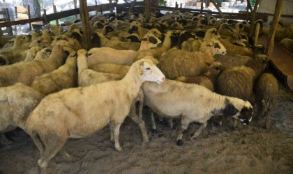 Başkan Demir: “Kurban Bayramı için tüm tedbirlerimizi aldık”