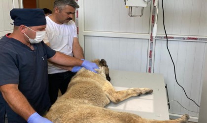 Bayramda sokak hayvanları unutulmadı