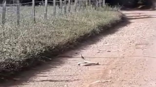 Bayramiçte yılanların çiftleşme dansı kameraya yansıdı