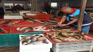 Beyşehirde balık boy denetimleri