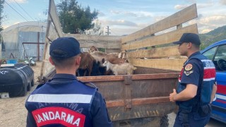 Bilecikte ormanda kaybolan 11 küçükbaş hayvanı jandarma buldu