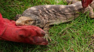 Bitkin düşen çöl varanı tedavisinin ardından doğaya bırakıldı