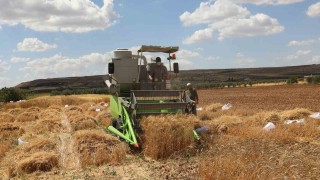 Bölge için en iyi buğday çeşidi araştırılıyor