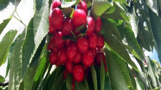 Bu bahçeye gelenler satın aldıkları kirazı kendileri topluyor