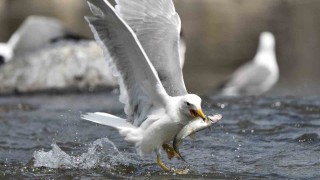 Bu balıkları sadece martılar avlayabiliyor