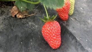 Bu çileğin pazar sorunu yok