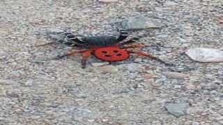 Bu defa Manisada görüldü