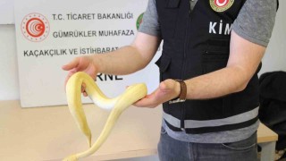 Bu kadarı da pes dedirtti: Kapıkulede 32 kaçak yavru piton yakalandı