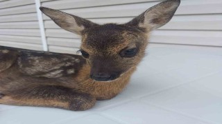 Buldukları yavru karacayı Doğa Koruma ve Milli Parklar yetkililerine teslim ettiler