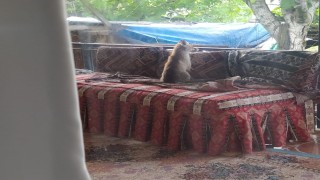 Burdurda şehre inen yavru tilki bir evin balkonunda sabahladı