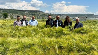 Büyükşehirin dağıttığı arpa ve buğday tohumları verimliliğiyle yüz güldürdü