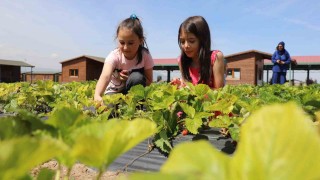 Büyükşehirin doğal ürünler bahçesi minkleri ağırladı