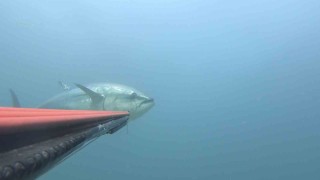 Çanakkale Boğazı açıklarında zıpkınla 100 kiloluk orkinos avladı