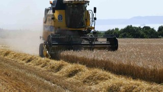 Çanakkalede arpa hasadı başladı