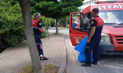Çanda itfaiye ekipleri yol kenarında yakaladıkları yılanı doğal ortamına bıraktı