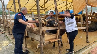 Canik Hayvan Pazarı açıldı: Küpesiz ve pasaportsuz kurbanlıklar alınmıyor