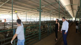 Canlı hayvan satış noktaları ilaçlanıyor