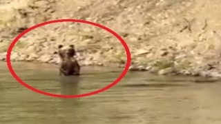 Çayda serinleyen ayı ile vatandaşın gülümseten sohbeti