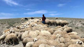 Çetindağ: Ülke genelinde çoban sıkıntısı yaşanıyor