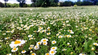 Çiçek açan papatyalar doğayı süsledi