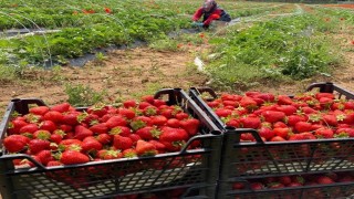 Çilek hasadı ertelendi