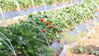 Çilek hasadı hava muhalefetinden dolayı ertelendi