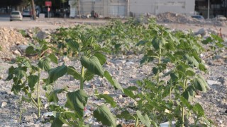 Çöken kuruyemiş dükkanının enkazından ayçiçekleri boy verdi