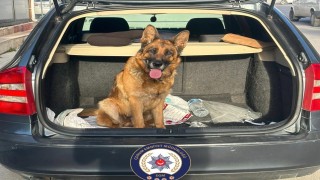 Çorumda köpek çalan 2 kişi tutuklandı