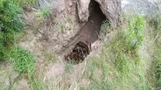 Definecilerin kazdığı çukurda mahsur kalan kaplumbağalar kurtarılmayı bekliyor