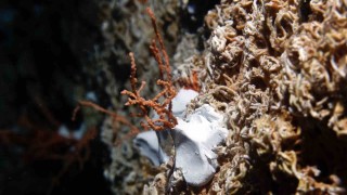 Denizin dibine bakın ne ekiyorlar