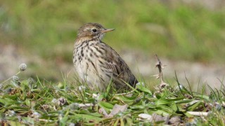 Deprem bölgesinde kartpostallık kuş manzaraları