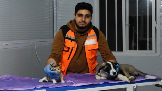 Deprem mağduru hayvanları gönüllü olarak tedavi ediyor
