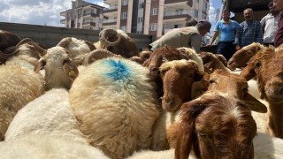 Depremde hayvanlarını kaybedenlere hayvan dağıtıldı