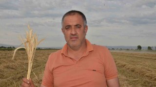 Depremzede çiftçilerin devlet desteği ile ektikleri yem bitkisi hasadı başladı